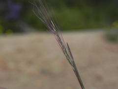 Muhlenbergia microsperma
