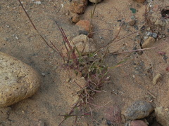 Muhlenbergia microsperma