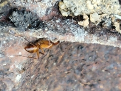 Camponotus castaneus