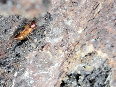 Camponotus castaneus