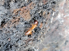 Camponotus castaneus