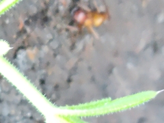 Camponotus castaneus