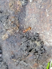 Camponotus castaneus