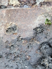 Camponotus castaneus