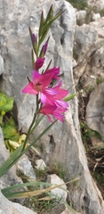 Gladiolus communis