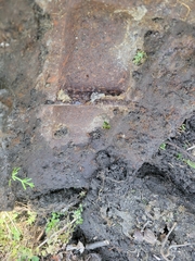 Camponotus castaneus