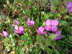 Heterocentron elegans
