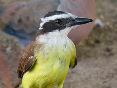 Pitangus sulphuratus