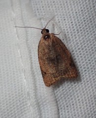 Meritastis ursina