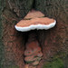 Ganoderma adspersum - Photo (c) Peter Hanegraaf, some rights reserved (CC BY-NC-ND)