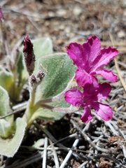 Cycladenia
