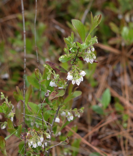 Image of Gaylussacia mosieri by (c) Kim, some rights reserved (CC BY)