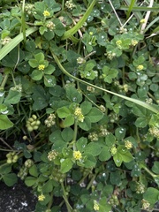 Medicago lupulina