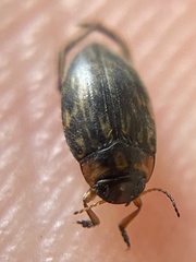 Nectoboreus aequinoctialis