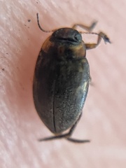 Nectoboreus aequinoctialis