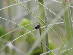 Neodiplogrammus quadrivittatus