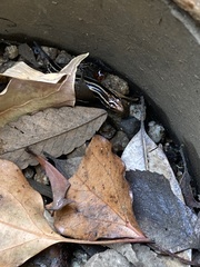 Plestiodon finitimus