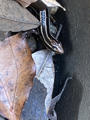 Plestiodon finitimus