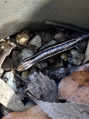 Plestiodon finitimus