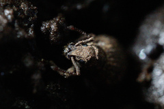 Myosides seriehispidus