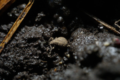 Myosides seriehispidus