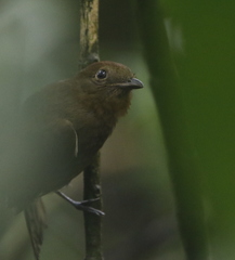 Schiffornis veraepacis