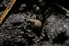 Myosides seriehispidus