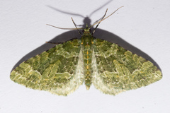 Pasiphila melochlora