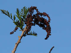 Rhus lanceolata