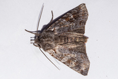 Physetica longstaffi
