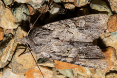 Physetica longstaffi