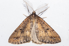 Pseudocoremia berylia