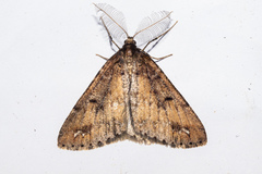 Pseudocoremia berylia