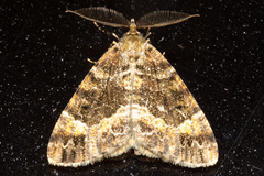 Pseudocoremia productata