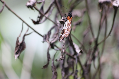 Beautiful Monarch