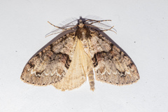 Pseudocoremia suavis