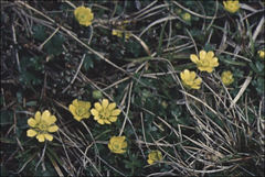 Ranunculus collinus