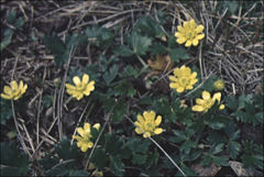 Ranunculus collinus