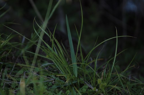 Oryzomys image