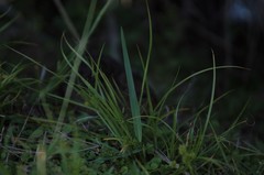 Oryzomys palustris image