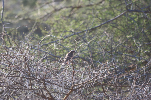 Grey-capped Social Weaver (Pseudonigrita arnaudi), photo 4