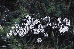 Euphrasia gibbsiae
