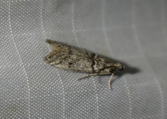 Myelopsis alatella