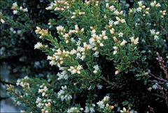 Acrothamnus maccraei