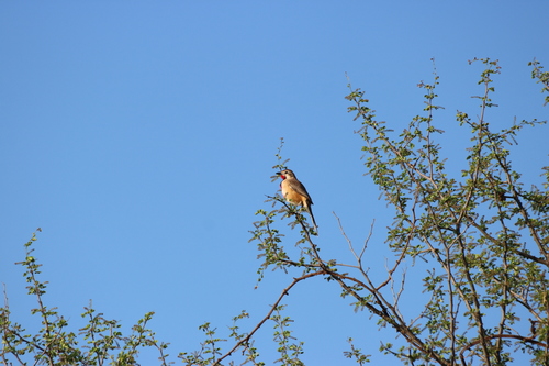 Rosy-patched Bushshrike (Rhodophoneus cruentus), photo 9