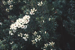 Epacris paludosa