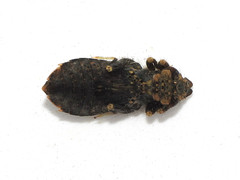 Stylogomphus