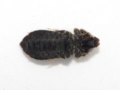 Stylogomphus