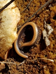Californiulus