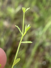 Githopsis diffusa filicaulis